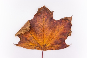 秋天枯萎的枫叶图片